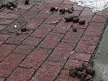 Власти Будапешта планируют потратить около 900 тыс. долларов на очистку столицы от тысяч тонн собачьих экскрементов, которые четвероногие друзья ежегодно оставляют в городских парках и на тротуарах Власти Будапешта планируют потратить около 900 тыс. долларов на очистку столицы от тысяч тонн собачьих экскрементов, которые четвероногие друзья ежегодно оставляют в городских парках и на тротуарах