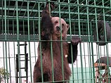 Жительница Ярославля, которой медведица откусила ступню, просит не винить зверя Жительница Ярославля, которой медведица откусила ступню, просит не винить зверя