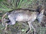 В Техасе поймано нечто, напоминающее лысую собаку, крысу и кенгуру - чупакабра (ФОТО) В Техасе поймано нечто, напоминающее лысую собаку, крысу и кенгуру - чупакабра (ФОТО)