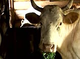 Еще в двух селах Приморского края подтверждено заболевание скота ящуром