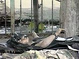 Одним из террористов, убитых в Беслане, был саудовец Абу Фарух