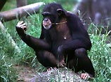 Спустя 6 млн лет независимой эволюции разница между шимпанзе и человеком в 10 раз больше, чем разница между двумя людьми, не находящимися в родстве, и в 10 раз меньше, чем различия, существующие между крысами и мышами