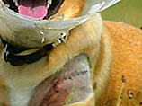 Жизнь псу спасла хозяйка, Элисон Кэмпбелл, спешно доставив его к ветеринару, который наложил собаке 25 швов