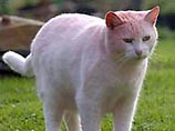В Великобритании белый кот после прогулки неожиданно стал розовым