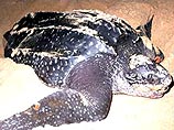 На побережье Англии гигантская черепаха пугает нудистов