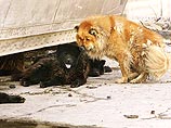 В Новом Орлеане тысячи домашних животных брошены или потерялись: они погибают от голода (ФОТО)