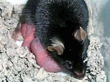 При помощи техники, далекой от клонирования, группа ученых британского университета Нью-Кастла добилась рождения детенышей мыши, вводя в яйцеклетку мужские и женские ДНК, принадлежащие трем разным особям
