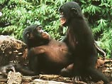 В Киншасе на международной конференции по проблемам, связанным с защитой животных, президент ассоциации "Друзей бонобо" Клодин Андре рассказала министрам и делегатам 23 стран Африки и Азии о том, что карликовые шимпанзе совершенно не могут жить без любви