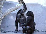 Пансионат "Рай для бонобо" уже 10 с лишним лет принимает pan paniscus (карликовых шимпанзе), избежавших пуль браконьеров. Лес площадью в 30 га находится в ведении ассоциации "Друзей бонобо" Пансионат "Рай для бонобо" уже 10 с лишним лет принимает pan paniscus (карликовых шимпанзе), избежавших пуль браконьеров. Лес площадью в 30 га находится в ведении ассоциации "Друзей бонобо"