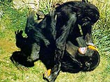 Le Soir: карликовые шимпанзе занимаются сексом в знак дружелюбия и мира, как и хиппи