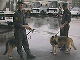 Центр Жуковского перекрыли из-за бочки с опятами, около которой сели две саперные собаки