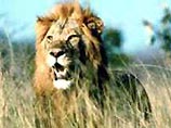 В южной Эфиопии стая львов за прошедшую неделю убила и сожрала 20 человек, ранила еще 10, а также задрала 70 голов скота