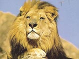 В Эфиопии стая львов-людоедов за неделю сожрала 20 человек
