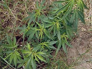 В Челябинской области уничтожены 250 га плантаций  наркосодержащих растений