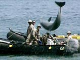 В Мексиканском заливе потерялись вооруженные дельфины, которых американские военные обучили находить подводных шпионов и уничтожать их. Прибрежное жилище дельфинов разрушил шторм, и млекопитающих унесло в море