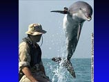 Эксперты, следящие за обучением представителей семейства китовых американским ВМФ, утверждают, что 36 дельфинов, возможно, имеют при себе оружие с "отравленными дротиками". Существует опасность нападения животных, которых считают самыми умными на планете
