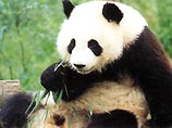 Китайские ученые намерены со спутника наблюдать за сексуальной жизнью гигантских панд