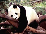 В рамках совместного проекта зоологических институтов США и Китая стоимостью 600 тыс. долларов будет использоваться система глобального позиционирования GPS для того, чтобы следить за пандами и за их спариванием в лесах заповедника в провинции Шаньси