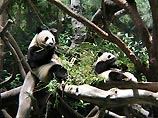 Китайцы со спутника будут наблюдать за половой жизнью гигантских панд