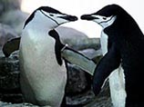 Скандал в зоопарке Нью-Йорка: знаменитый пингвин-гей бросил друга ради самочки (ФОТО)