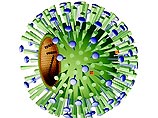 Грипп вызывается непосредственно вирусом гриппа (Myxovirus influenzae), относящимся к семейству ортомиксовирусов