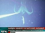 Японским ученым впервые удалось сфотографировать в естественной среде обитания одного из самых таинственных глубоководных жителей - гигантского кальмара, длина которого может достигать 18 метров