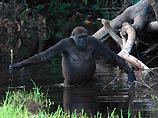 Ученым впервые удалось документально зафиксировать диких горилл, которые используют простые инструменты (палки) для того, чтобы измерить глубину болота