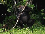 Дикие гориллы используют простые инструменты в жизни - ученым удалось это заснять на видео