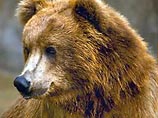 Оперативный дежурный администрации Петропавловска-Камчатского в понедельник сообщил "Интерфаксу", что утром медведица с двумя медвежатами бродила возле гостиницы "Петропавловск"