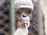 В китайском зоопарке шимпанзе, курившая 16 лет, бросила эту вредную привычку 