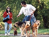 В ходе исследования, проведенного специалистами университета Миссури-Колумбия, наблюдалось, что наличие собаки заставляет ее владельца гораздо больше ходить пешком, а пешие прогулки, как известно, являются одной из наиболее эффективных форм физической акт