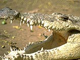 В Австралии крокодил напал на 10-летнюю девочку