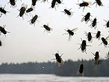 В 2080 году Британию ожидает нашествие мух. Ученые из Саутгемптонского университета утверждают, что к этому времени британцы должны ждать "250-процентного увеличения" поголовья мух