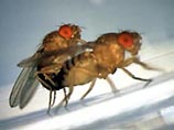 К такому выводу специалистов подвела компьютерная модель, основанная на одной биологической особенности насекомого: с повышением температуры его цикл воспроизводства ускоряется