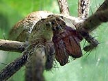 Когда самцы паука-няньки  испытывают потребность в совокуплении, их встречает агрессивная самка. Некоторые самцы пауков платят за миг удовольствия высшую цену: оплодотворенная самка пожирает их