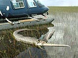Питона, который пытался заглотить двухметрового аллигатора, разорвало пополам (ФОТО)
