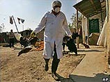 "Птичий грипп" впервые официально зарегистрирован в Румынии, в дельте Дуная, сообщает ВВС. Пока не ясно, идентична ли эта разновидность заболевания вирусу H5N1, унесшему в Юго-Восточной Азии в последние два года более 60 человеческих жизней