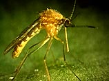 Ученые изобрели комаров со светящимися яичками для борьбы с малярией