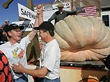 Между тем в Калифорнии, в городе Хаф Мун Бэй (Half Moon Bay) 10 октября тоже проходил аналогичный конкурс гигантских тыкв. Там победил отставной пожарный из Вашингтона, вырастивший тыкву весом 1 229 фунтов (557 кг)