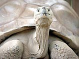 Черепаха-долгожительница отметила 175-летие (ФОТО)