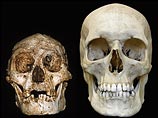Профессор Майк Морвуд из Университета Новой Англии в австралийском городе Армидейл взбудоражил научный мир в прошлом году, когда объявил, что он и его коллеги обнаружили останки неизвестного ранее вида людей, который он окрестил Homo floresiensis