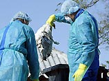 Власти Румынии подтвердили наличие в стране "птичьего гриппа" Власти Румынии подтвердили наличие в стране "птичьего гриппа"