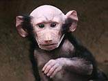 В британском зоопарке в Девоне ревнивая самка бабуина по имени Джилл зализала своего младенца до лысины