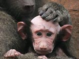 В британском зоопарке лысого младенца-бабуина назовут именем персонажа "Властелина колец" (ФОТО)