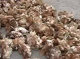 Тушки тысячи кур найдены на птицеферме в восточной части Турции после того, как на западе страны, по сообщениям властей, новых случаев заражения вирусом "птичьего гриппа" зарегистрировано не было, сообщает в воскресенье телекомпания Euronews