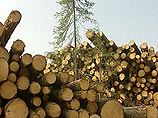Следствие установило, что руководитель предприятия, которое занималось заготовкой и переработкой древесины, в декабре 2003 года, находясь в городе Хабаровске, предложил четырем местным жителям поработать на своем предприятии