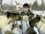 Белые медведи массово наступают на Якутию Белые медведи массово наступают на Якутию