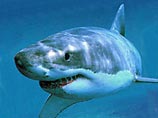 Средиземноморские акулы "равнодушны" к людям, утверждает итальянский ученый