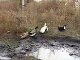 Вспышка "птичьего гриппа" в Тульской области подтверждена Вспышка "птичьего гриппа" в Тульской области подтверждена