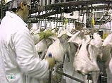 В Евросоюзе запретили несуществующий импорт домашней птицы из России В Евросоюзе запретили несуществующий импорт домашней птицы из России